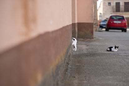 Dos gatos en una calle de Piedrahita de Castro, este miércoles. 