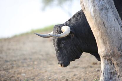 El toro de nombre 'Asustado' en la finca de Nuñez del Cuvillo.