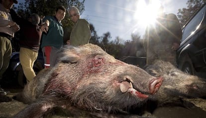 Dos jabalíes abatidos en una cacería en 2011.