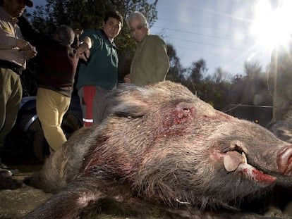 Dos jabalíes abatidos en una cacería en 2011.