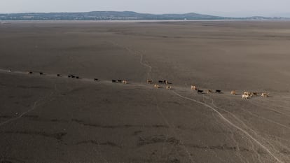 Un grupo de vacas caminan en busca de agua en lo que fuera la parte profunda de la laguna de Cuitzeo, Michoacán (México) en 2021.