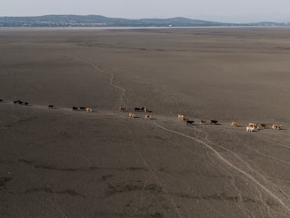 Un grupo de vacas camina en busca de agua en lo que fuera la parte profunda de la laguna de Cuitzeo en Michoacán (México).