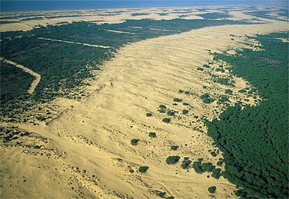 El extraordinario ecosistema que forman las dunas móviles y los pinos piñoneros en el parque nacional de Doñana (Huelva).