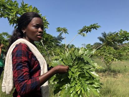 La ingeniera forestal Hulda Riziki, del proyecto Forest, que busca preservar este enclave único, muestra un ejemplar joven de afrormosia en una plantación experimental, en Kisangani. La especie apenas se está regenerando en condiciones naturales. “La industria maderera podría utilizar los resultados de nuestro estudio para establecer plantaciones de afrormosia en tierras degradadas”, explica Riziki, una exponente de la nueva –y muy necesaria— generación de expertos forestales congoleños.