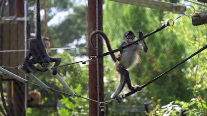 Monos araña rescatados en el Zoológico de St. Louis, Misuri, en agosto 2025.