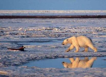 Un oso polar en el Ártico.