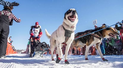 El premio para el vencedor es de 36.000 euros y una furgoneta nueva. En la imagen uno de los equipo durante el desfile inaugural de la Iditarod por las calles de Anchorage (Alaska).