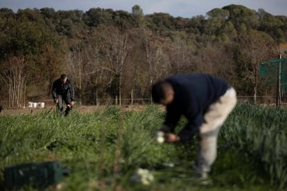 Agricultura regenerativa en Girona. 