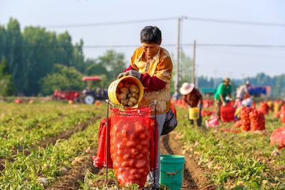 QINGDAO, CHINA - JUNE 25 2025: Workers gather potatoes in the field in Qingdao in east China's Shandong province Wednesday, June 25, 2025. (Photo credit should read ZHANG JINGANG / Feature China/Future Publishing via Getty Images)