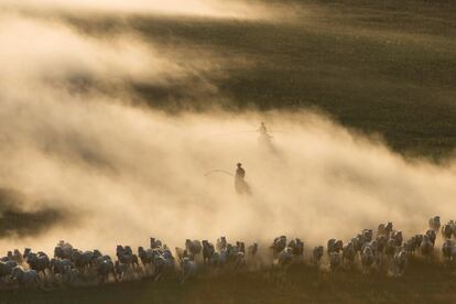 Caballos corren en las praderas de Ujimqin en la Región Autónoma de Mongolia Interior (China).