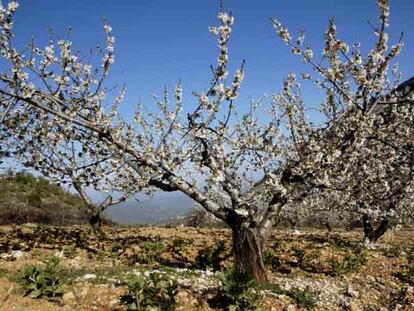 Cerezos en flor en sierra Mágina, en la provincia de Jaén.