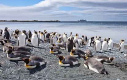 Pinguins na ilha da Tasmânia (Austrália).