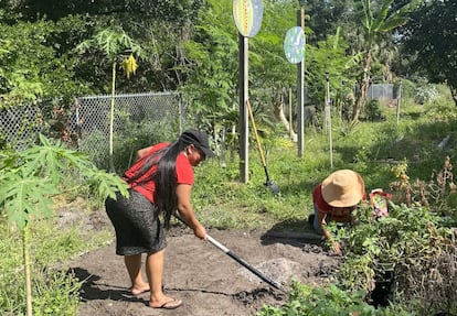 Rosa Morales, a la izquierda, y Amadely Roblero, a la derecha, trabajan en el huerto de Apopka en su tiempo libre.