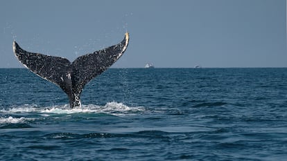 Una ballena jorobada avistada en el mar de Bahía de Banderas, entre los estados de Jalisco y Nayarit, México.