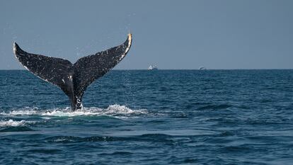 Una ballena jorobada avistada en el mar de Bahía de Banderas, entre los estados de Jalisco y Nayarit, México.