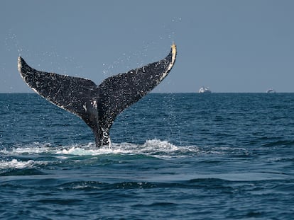 Una ballena jorobada avistada en el mar de Bahía de Banderas, entre los estados de Jalisco y Nayarit, México.