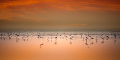 Una bandada de flamencos en una de las lagunas de la reserva natural Dehesa de Abajo (Sevilla).