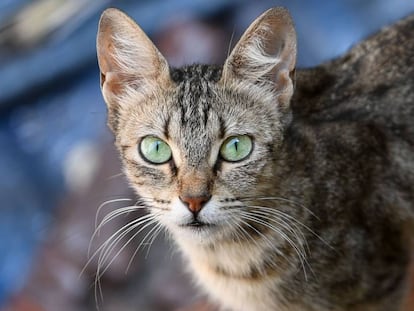 Un gato mira fijamente a la cámara.