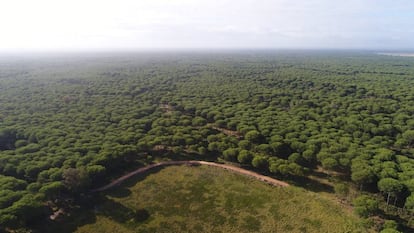 Parque de Doñana.