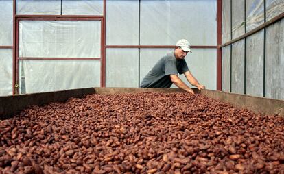 Un trabajador seca semilas de cacao en la cooperativa Jorge Salazar.