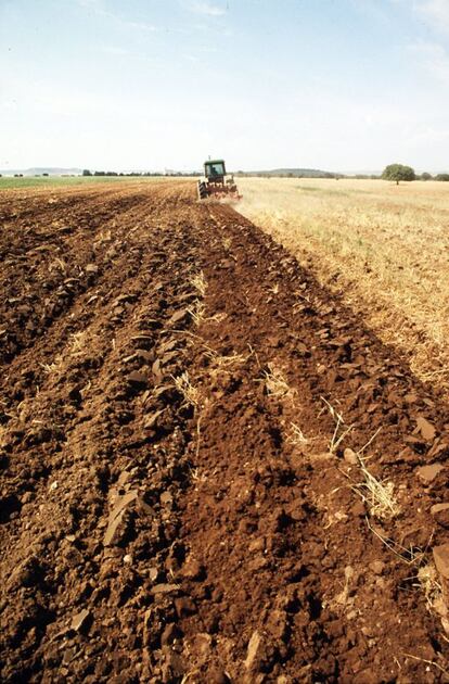 Labores agrícolas en un campo de remolacha.