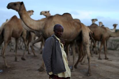 Un pastor de camellos posa delante de su recua en Borama. Varios residentes de Somaliland afirman que esta es la peor carestia que han sufrido en décadas. Más de 250.000 personas murieron por la hambruna que azotó en 2011 a Somalia, un país que sufre la pobreza, hambre, sequías recurrentes y el islamismo radical como problemas crónicos.