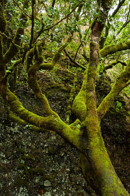 El garoé sagrado, a tres kilómetros al norte de la localidad de San Andrés (El Hierro).