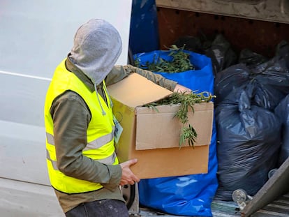 Operacion policial contra el narcotráfico de marihuana.