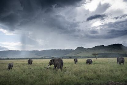 Un grupo de elefantes, en la sabana.