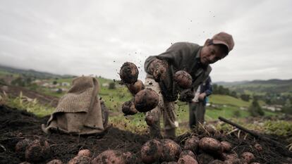 Un agricultor en Ventaquemada cosecha papas, en 2020.