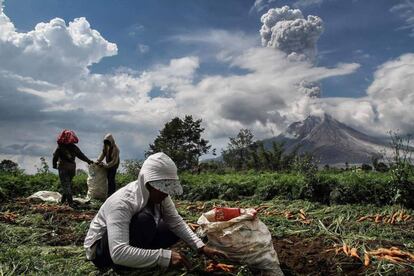Una columna de humo emana del volcán Sinabung tras su erupción, en la isla indonesia de Sumatra, mientras un grupo de agricultores trabajan en un campo.