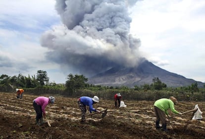El volcán, de 2.457 metros de altitud, entró en erupción en agosto de 2010 después de 400 años dormido y muestra una actividad incesante desde septiembre de 2013. En la imagen, varios campesinos trabajan mientras el monte Sinabung escupe una gran nube de humo y ceniza al fondo, en la población de Tiga Kicat, en Karo.