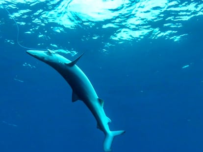 Un ejemplar de tintorera capturado mediante un palangre en aguas de Mallorca.