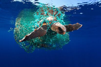 Una tortuga 'Caretta caretta', atrapada en una red.