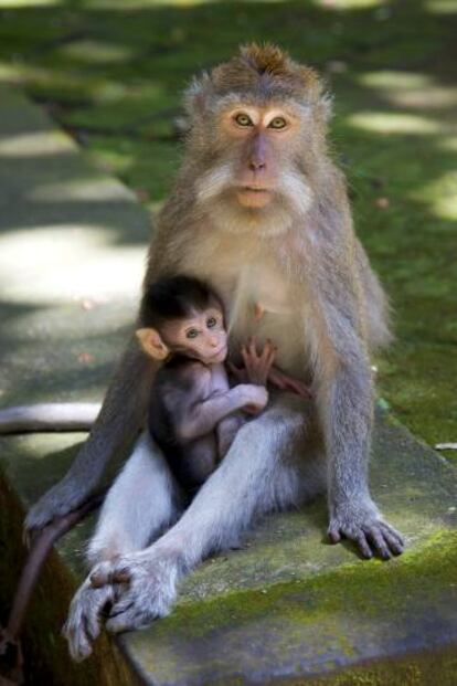 Una macaca cangrejera, como las investigadas en el estudio, junto a su cría.