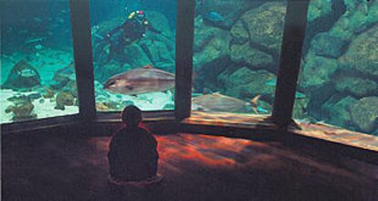 La sala central del acuario de A Coruña está sumergida en una piscina natural de la costa y rodeada por 48 paneles de cristal.