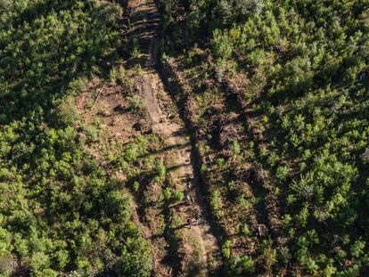 Comuneros realizan labores de remoción de maleza durante un tequio en el bosque en Ixtlán de Juárez, Oaxaca, en octubre de 2022.