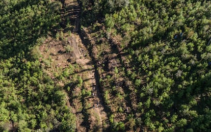 Bosques mexicanos