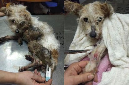 Un perro, enfermo en el Centro Municipal de Protección y Control Animal de Sevilla. /CEDIDA