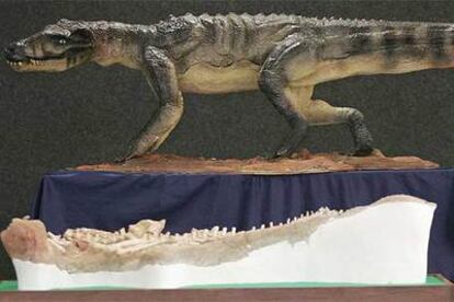Una recreación del <i>Baurusuchus Salgadoensis</i> junto a uno de los 11 esqueletos hallados en São Paulo.