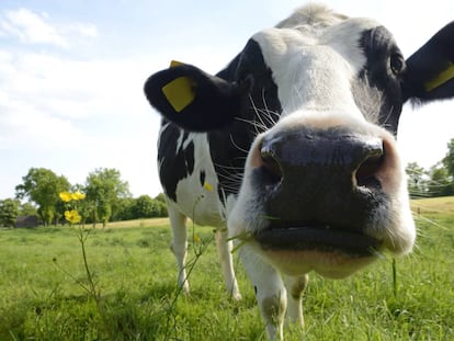 Por qué deberían preocuparle el bienestar y la alimentación de las vacas (y no es solo por las vacas)