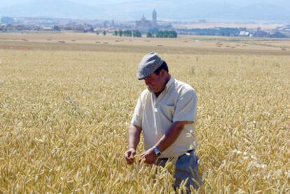 Un agricultor observa varias espigas en un campo de trigo de Segovia.