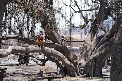 A man looks at the historic Lahaina banyan tree, damaged by the fire that has reduced the Hawaiian town to ashes, on August 11, 2023.