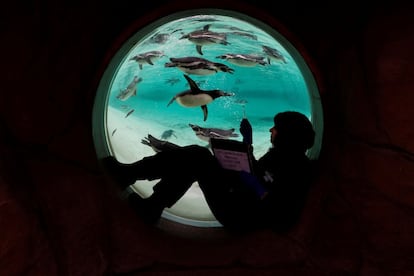 Una empleada del zoo de Londres hace recuento de pingüinos de Humboldt.