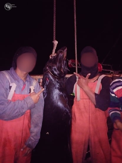 Testimonios de tripulantes relataron la captura y matanza de lobos marinos sudamericanos en buques poteros chinos y taiwaneses. Los animales son arrastrados a bordo con cuerdas y ganchos mientras aún están vivos. A pesar de la protección legal en Taiwán, se reportaron matanzas de estos animales en el 40% de los buques chinos y en el 20% de los taiwaneses.