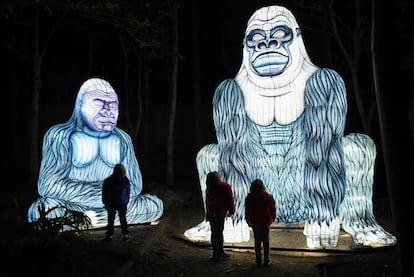 El Vivid Sydney también ha tomado el Taronga Zoo de Sídney. Cada noche, hasta el 15 de junio, se iluminarán 300 linternas con formas de animales en peligro de extinción. Además de los dos gorilas de la imagen, koalas, tigres o rinocerontes también son protagonistas de 'Lights for the Wild', que pretende ser toda una experiencia tanto para adultos como para los más pequeños, pues la instalación incluye sonido.