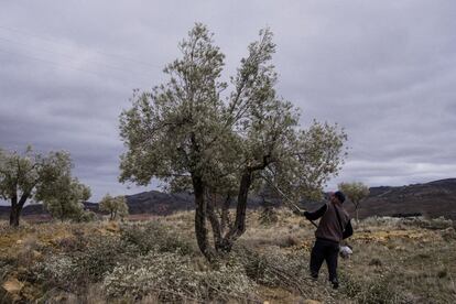 Los donantes apadrinan un olivo por 50 euros al año y a cambio reciben dos litros de aceite de la cosecha anual. Muchos de los campos estaban abandonados porque sus dueños han ido muriendo o marchándose del pueblo, que llegó a tener 3.000 habitantes y ahora solo tiene 300.