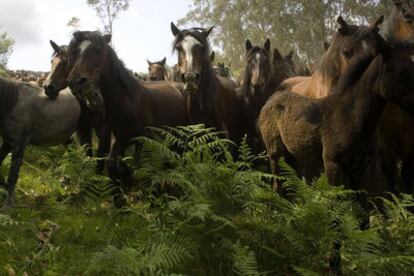 Manada de caballos asilvestrados del norte de la península Ibérica.