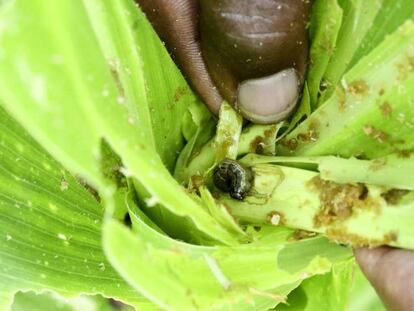 Un gusano cogollero atacando una joven planta de maíz en Zimbabue.