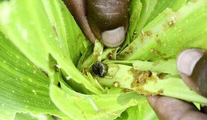 Un gusano cogollero atacando una joven planta de maíz en Zimbabue.